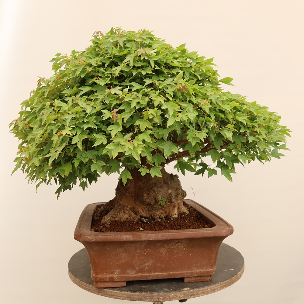 Outdoor bonsai - Klon burgeryjski - Acer burgerianum