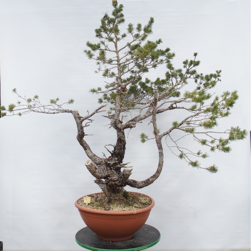 Yamadori - Pinus sylvestris Hiszpania