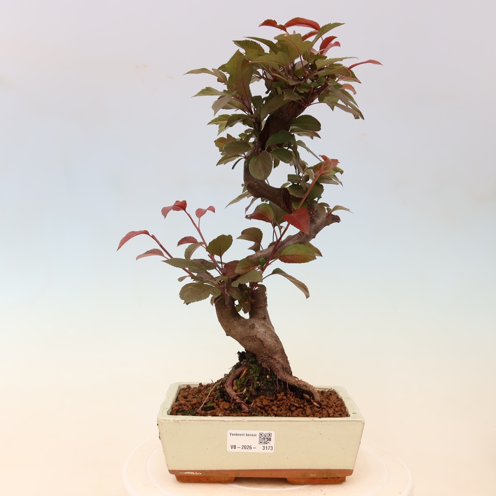 Outdoor bonsai - Malus domestica - Jabłoń czerwonolistna o małych owocach