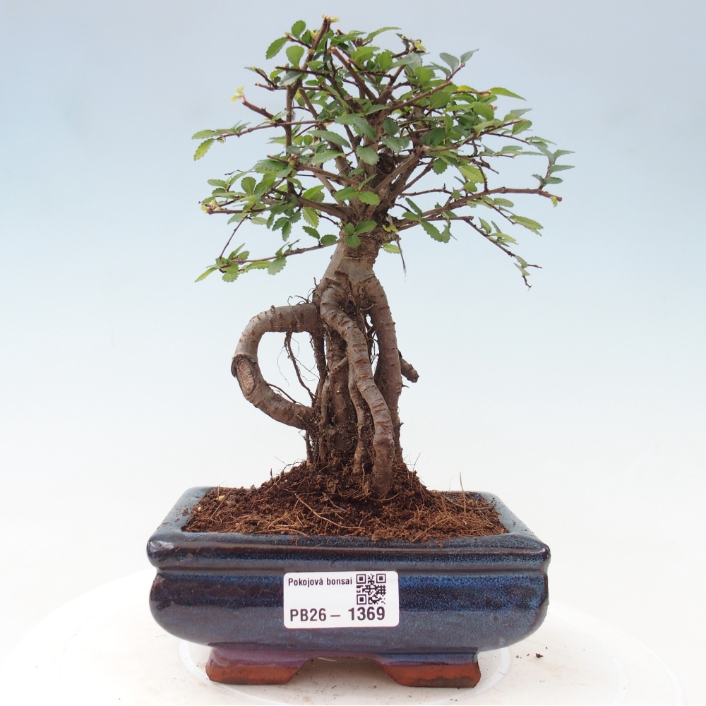 Pokój bonsai - Ulmus parvifolia - Wiąz drobnolistny