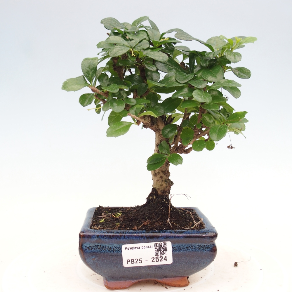 Bonsai wewnętrzne - Carmona makrophylla - Herbata Fuki