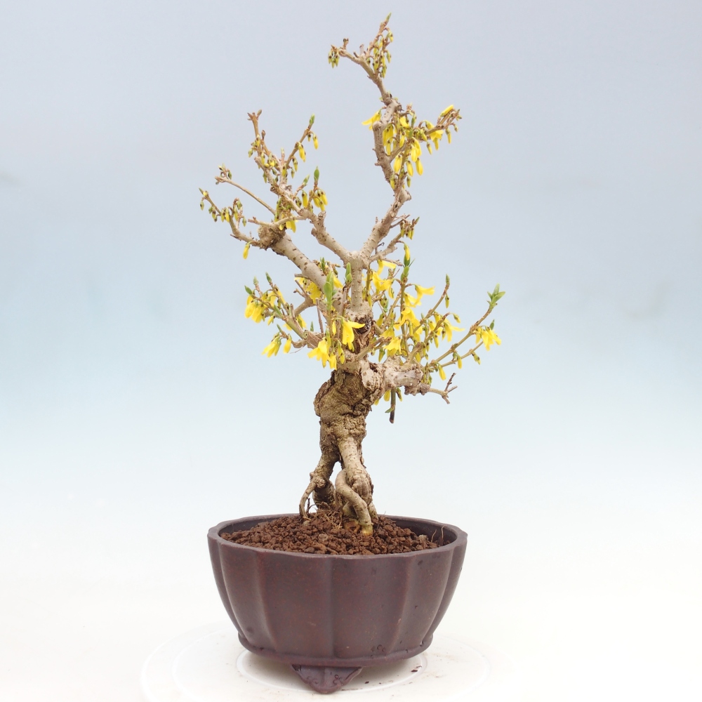 Outdoor bonsai - Zlatice - Forsycja koreańska