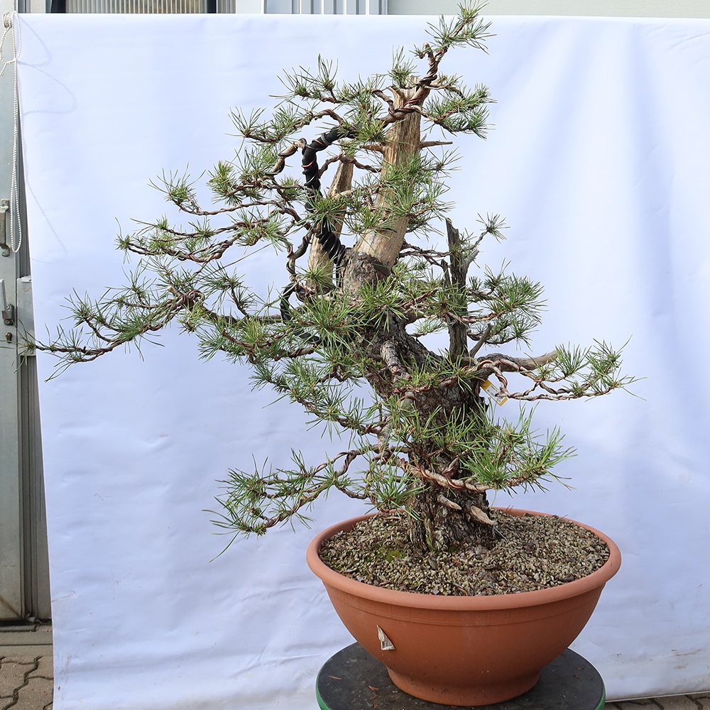 Pinus sylvestris Hiszpania – sosna zwyczajna