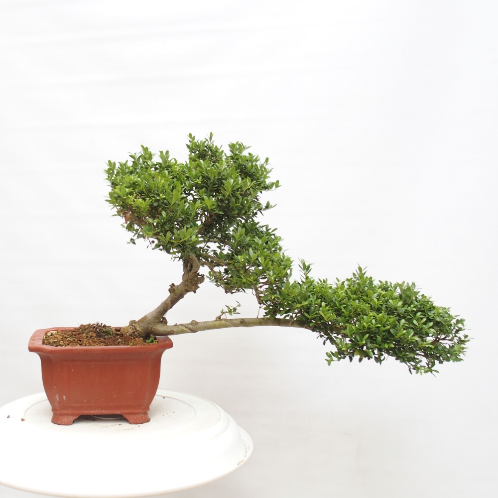 Kryty bonsai - Ilex crenata - Holly