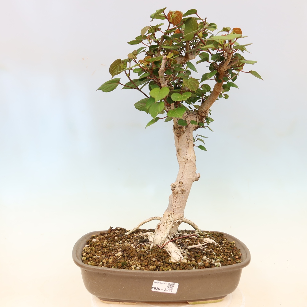 Bonsai domowe - Hibiscus tiliaceus - Hibiskus morski