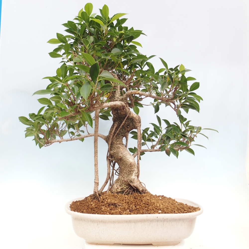 Bonsai pokojowe - Ficus kimmen - figowiec drobnolistny - WYŁĄCZNIE ODBIÓR OSOBISTY lub transport paletowy