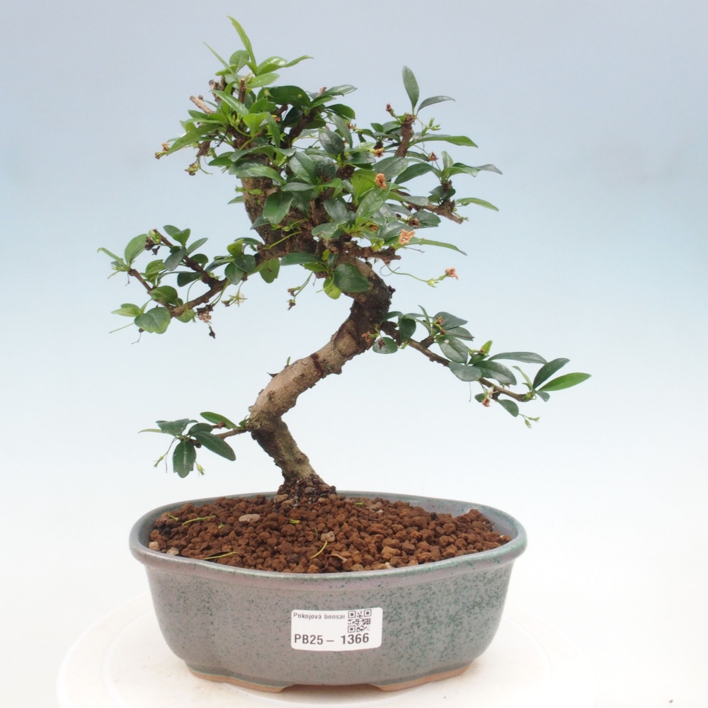Pokój bonsai - Carmona macrophylla - Tea fuki