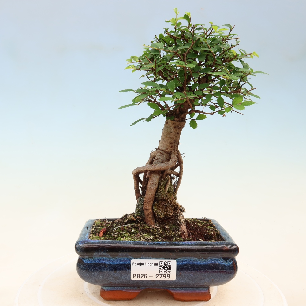 Pokój bonsai - Ulmus parvifolia - Wiąz drobnolistny