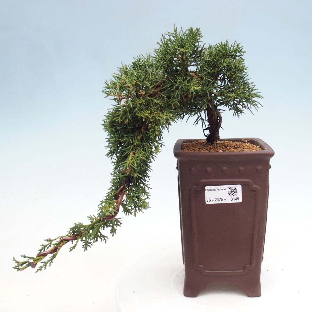 Bonsai zewnętrzne - Juniperus chinensis Kishu - Jałowiec chiński