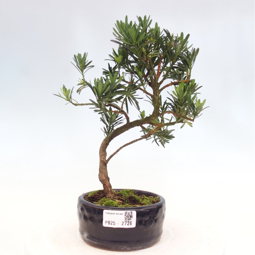 Kryty bonsai - Podocarpus - Kamień tys