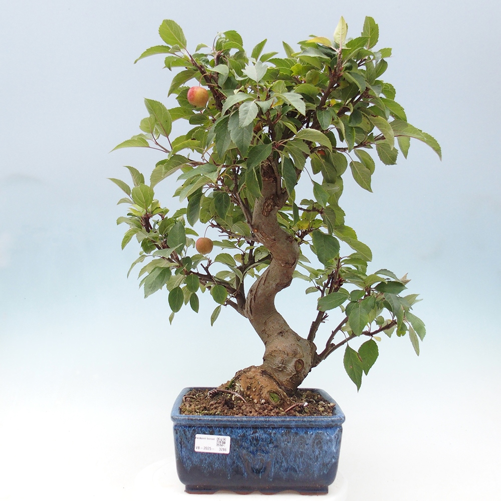 Bonsai plenerowe - Malus Halliana - Jabłoń drobnoowocowa
