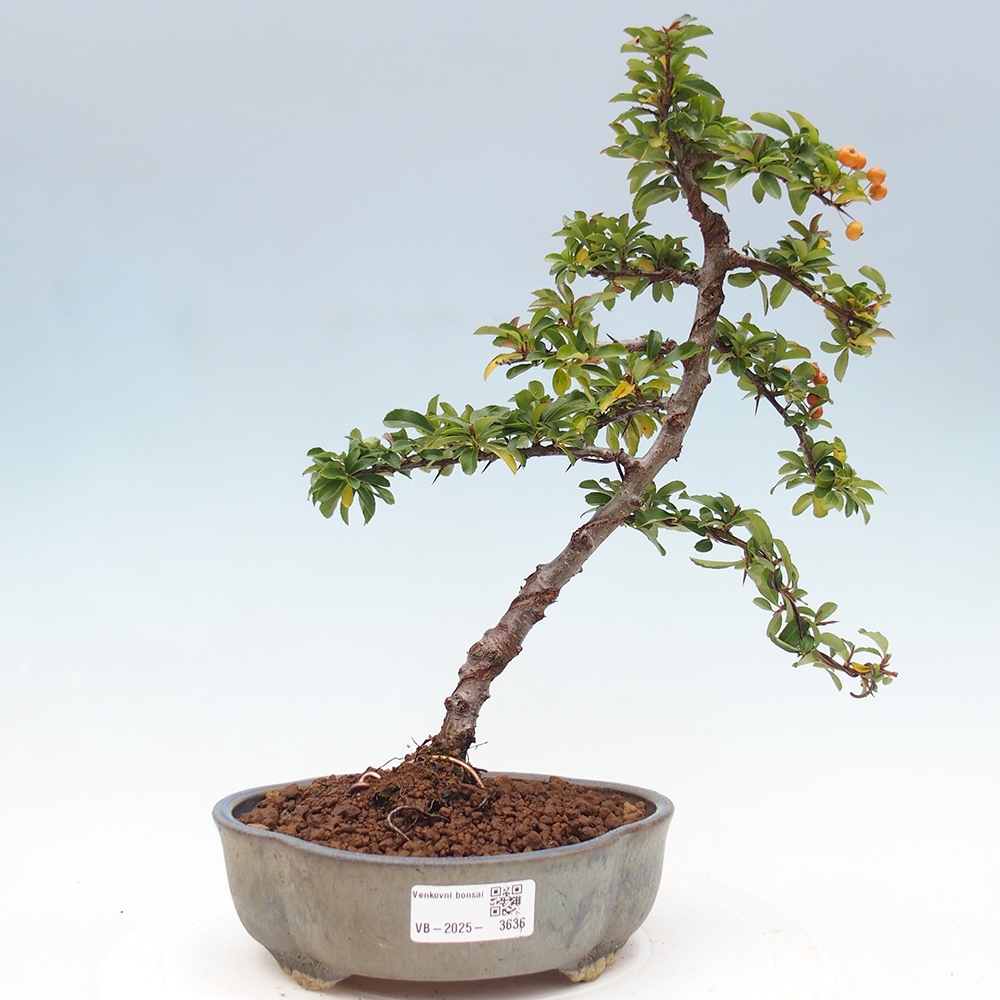 Outdoor bonsai-Pyracantha Teton -Hlox