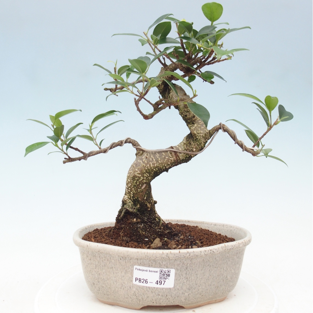 Pokój bonsai - Ficus retusa - figowiec drobnolistny
