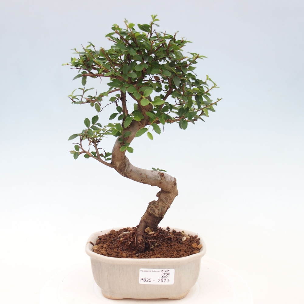 Bonsai wewnętrzne - Ulmus parvifolia - Wiąz drobnolistny
