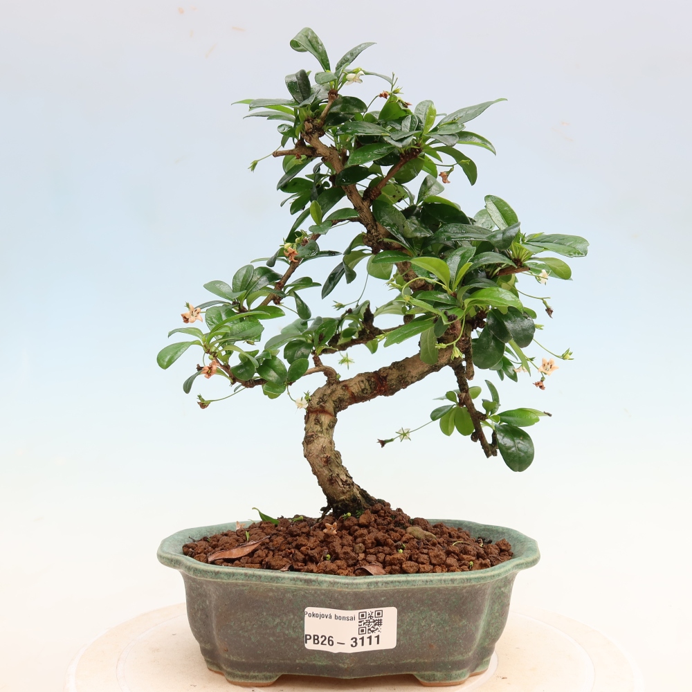 Bonsai pokojowe - Carmona macrophylla - Tea fuki