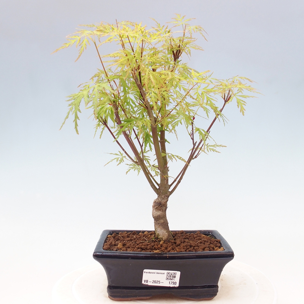 Outdoor bonsai - Acer palmatum Dissectum - Klon japoński 
