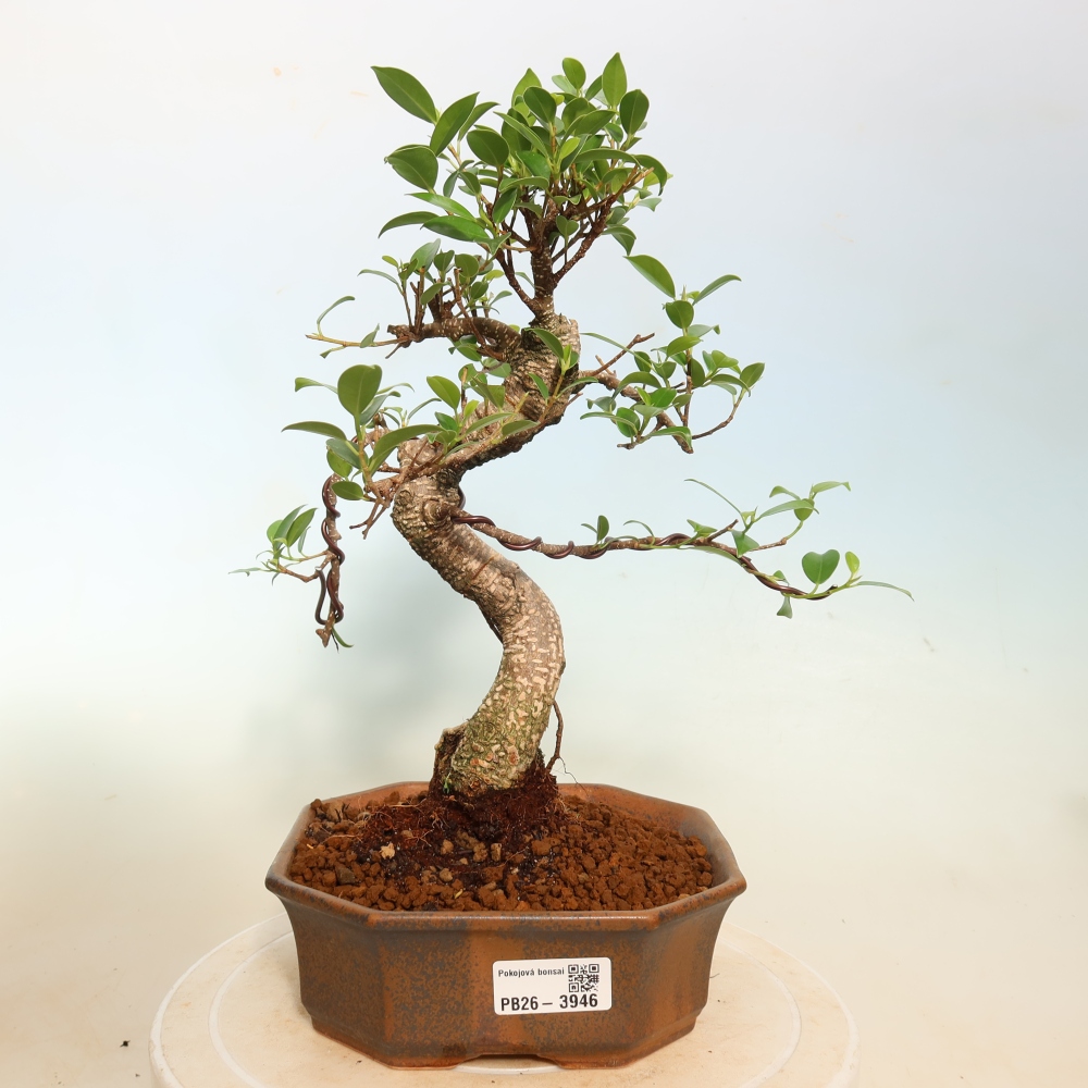 Pokój bonsai - Ficus kimmen - figowiec drobnolistny