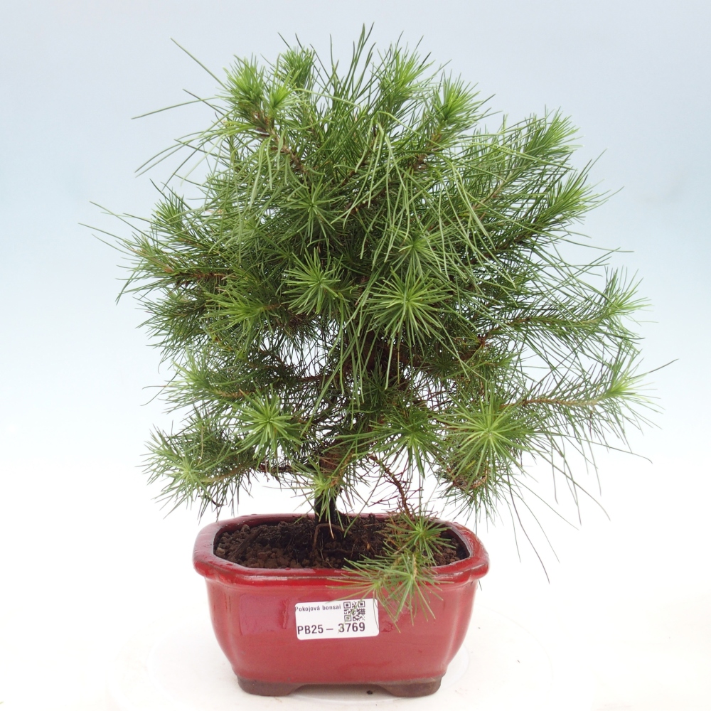 Pokój bonsai - Pinus halepensis - Sosna z Aleppo
