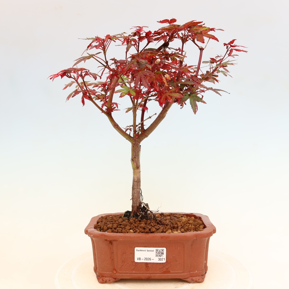 Bonsai ogrodowe – klon palmowy – Acer palmatum Berry Broom 