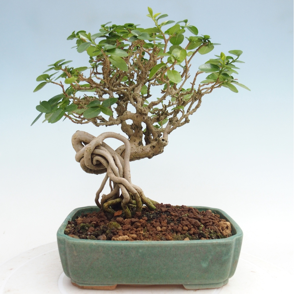 Indoor bonsai - Premna serratifolia - Kozlovna malolista