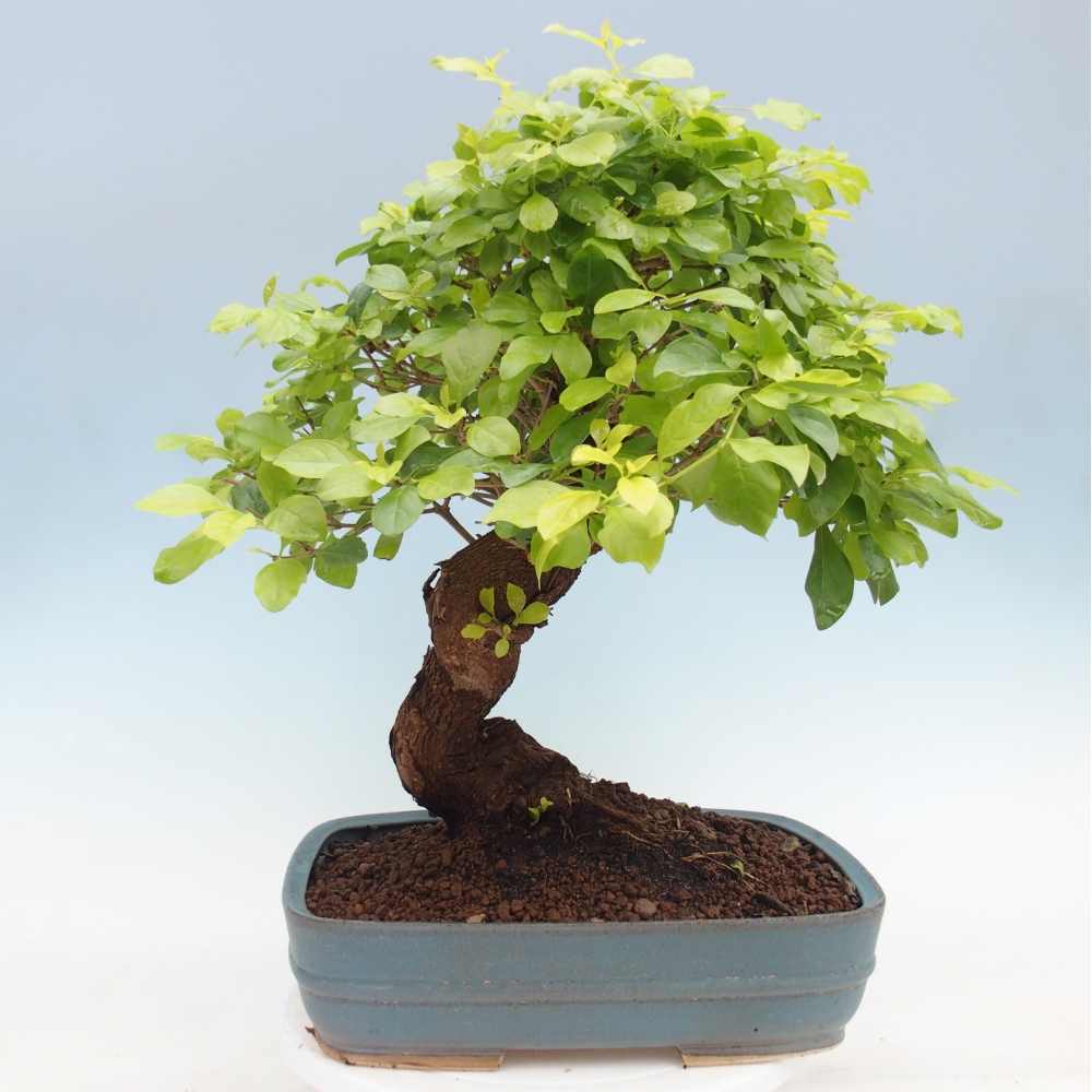 Bonsai pokojowe - Duranta erecta Aurea - WYŁĄCZNIE ODBIÓR OSOBISTY lub transport paletowy