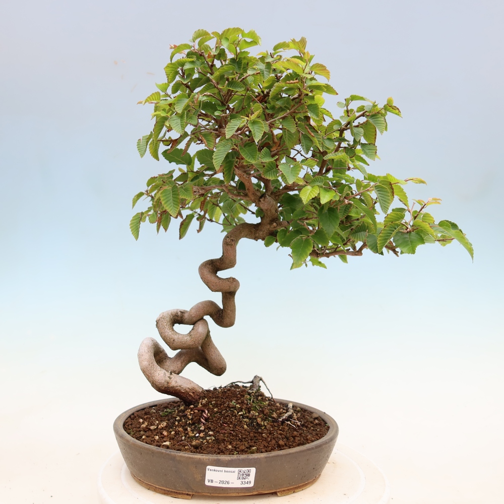 Outdoor bonsai - Carpinus coreana - grab koreański