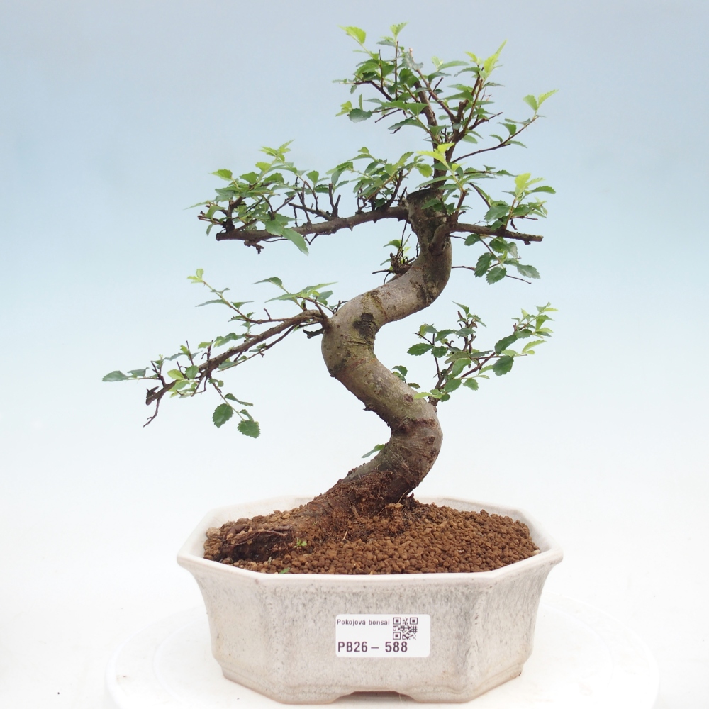 Pokój bonsai - Ulmus parvifolia - Wiąz drobnolistny