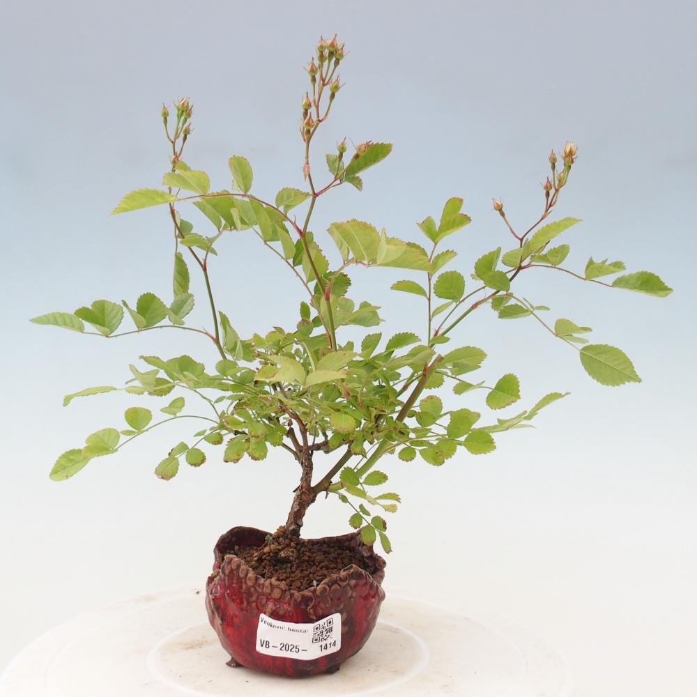 Bonsai na zewnątrz - Rosa sp. - róża drobnokwiatowa