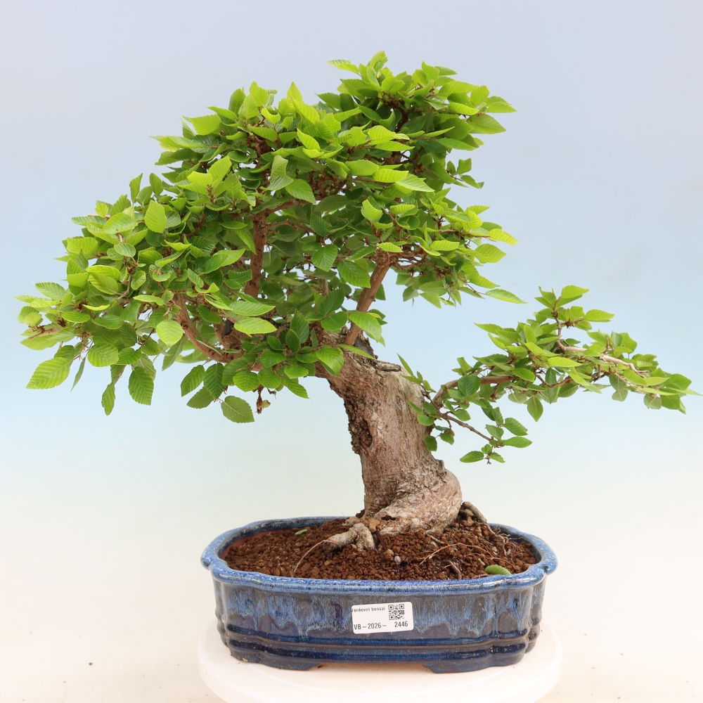 Outdoor bonsai - Carpinus coreana - grab koreański
