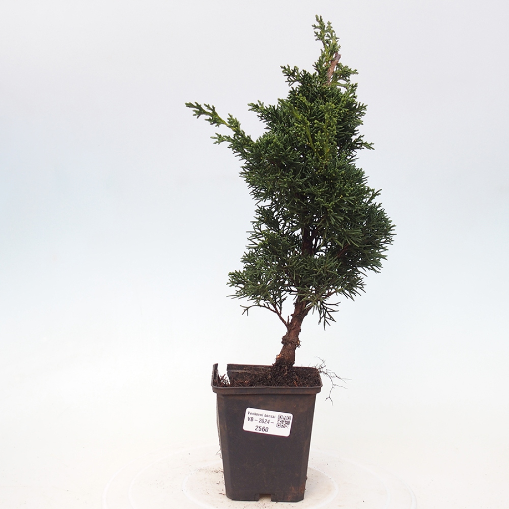 Outdoor bonsai - Juniperus chinensis Kishu - chiński jałowiec
