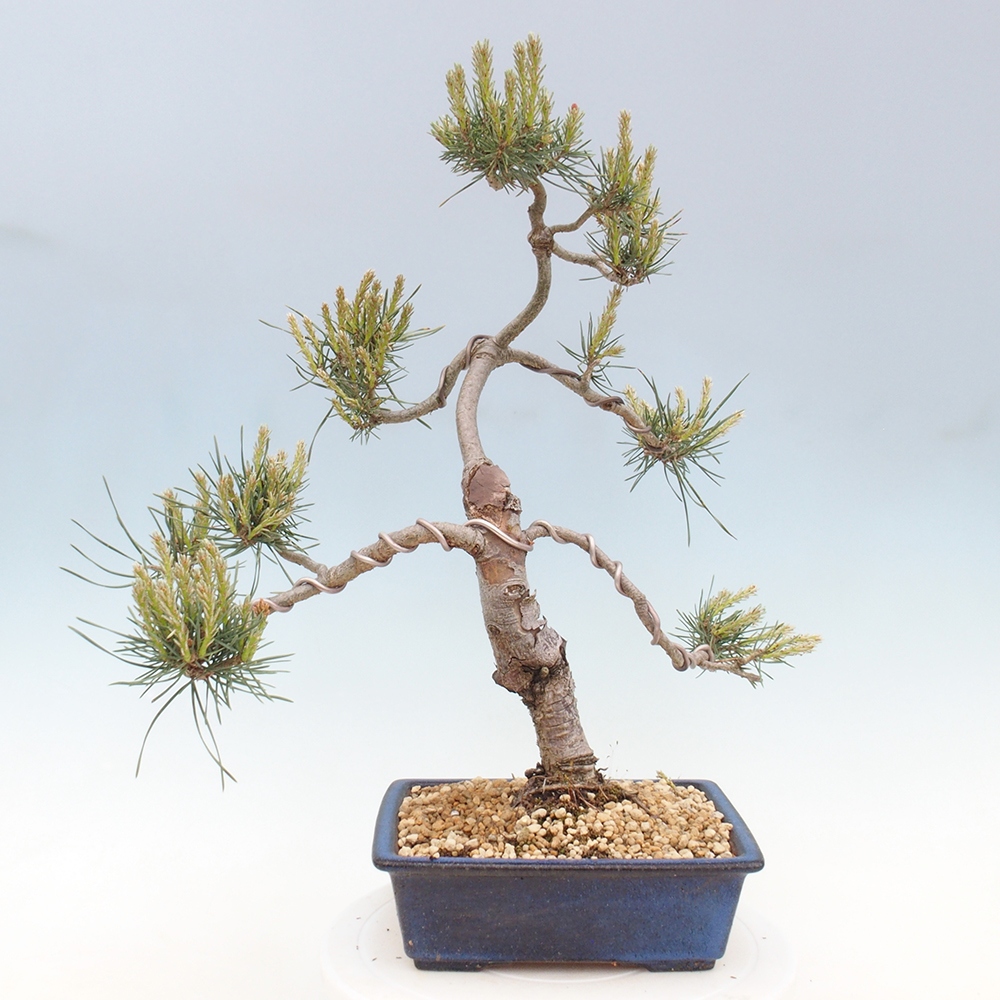 Outdoor bonsai - Pinus Sylvestris - sosna zwyczajna