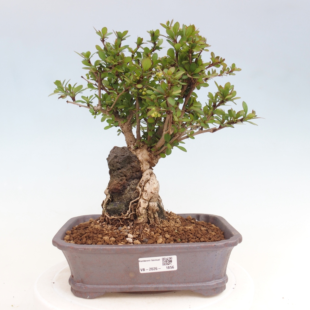 Bonsai zewnętrzne - Berberis coreana