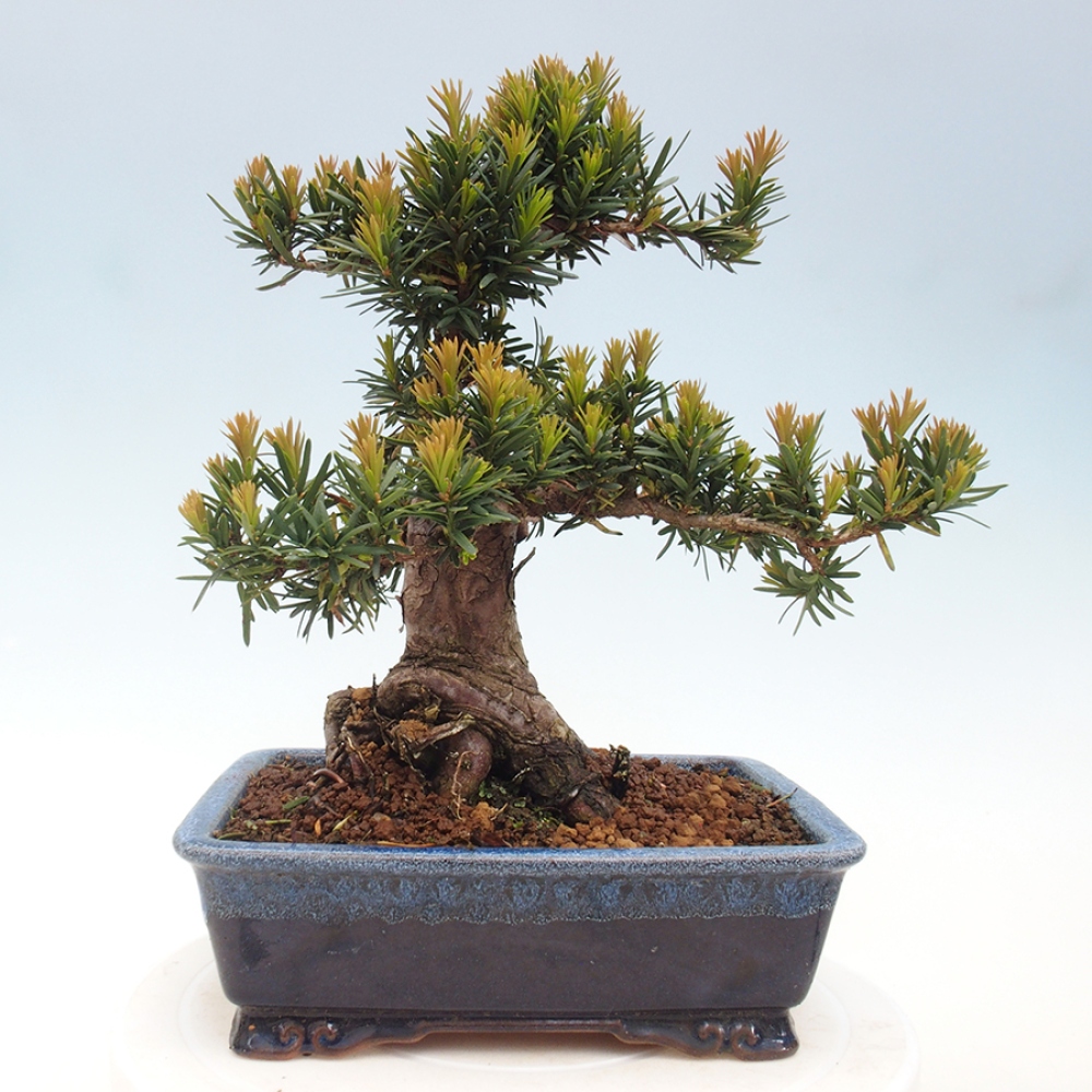Bonsai na zewnątrz - Taxus cuspidata - cis japoński