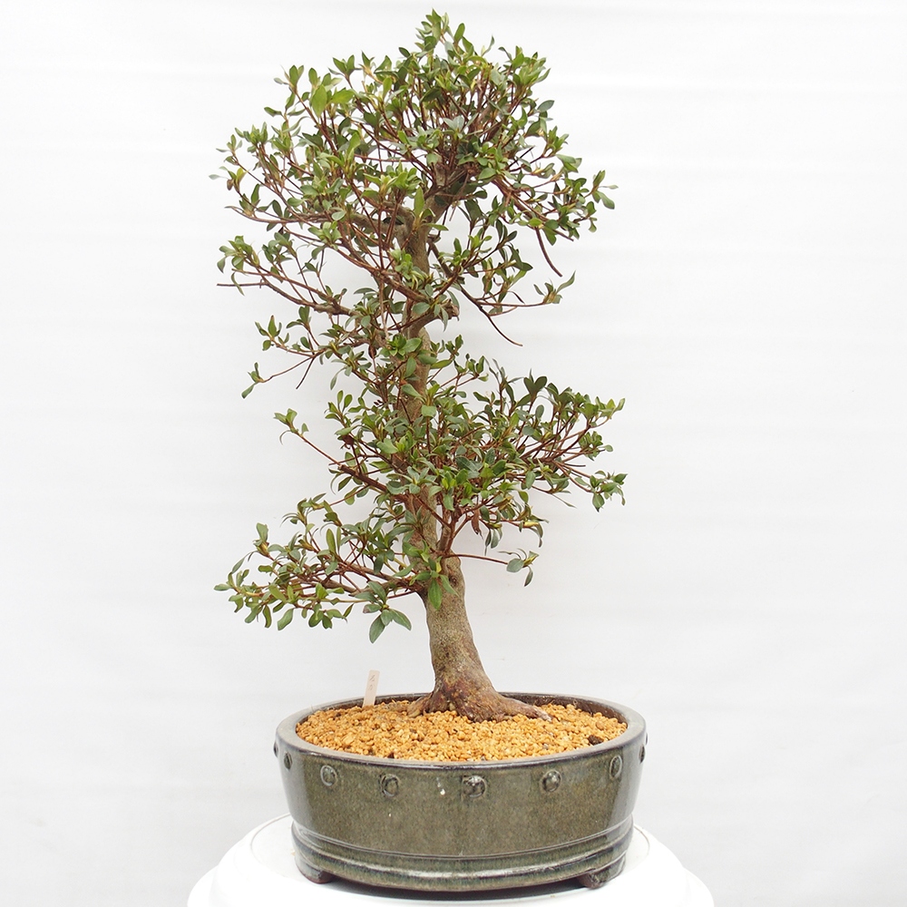 Bonsai zewnętrzne - Azalia japońska - Azalia Hand