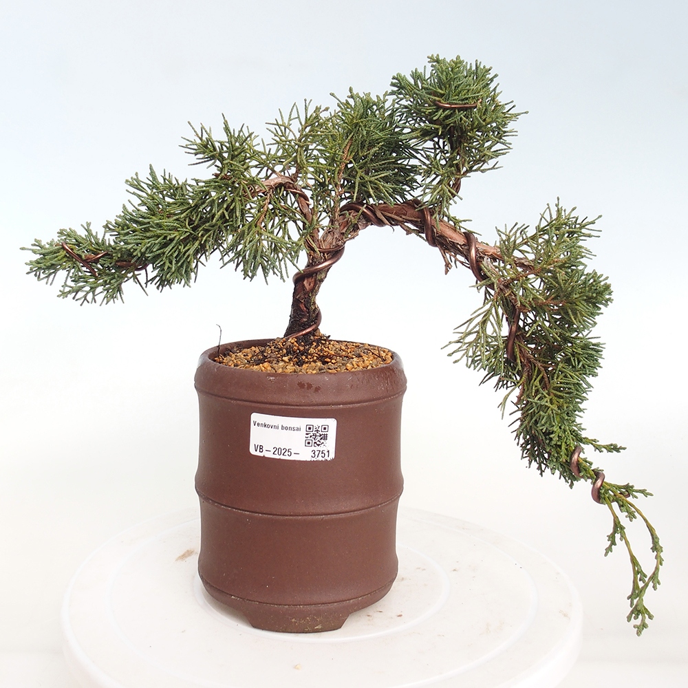 Outdoor bonsai - Juniperus chinensis Kishu