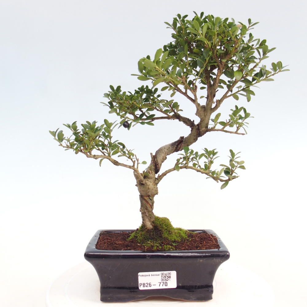 Pokój bonsai - Ilex crenata - Ostrokrzew