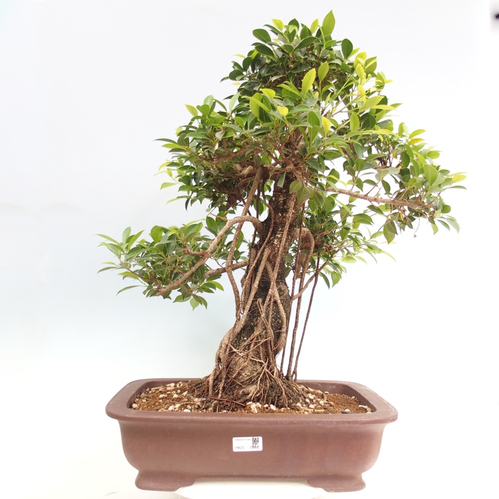 Bonsai pokojowe - Ficus kimmen - figowiec drobnolistny - WYŁĄCZNIE ODBIÓR OSOBISTY lub transport paletowy