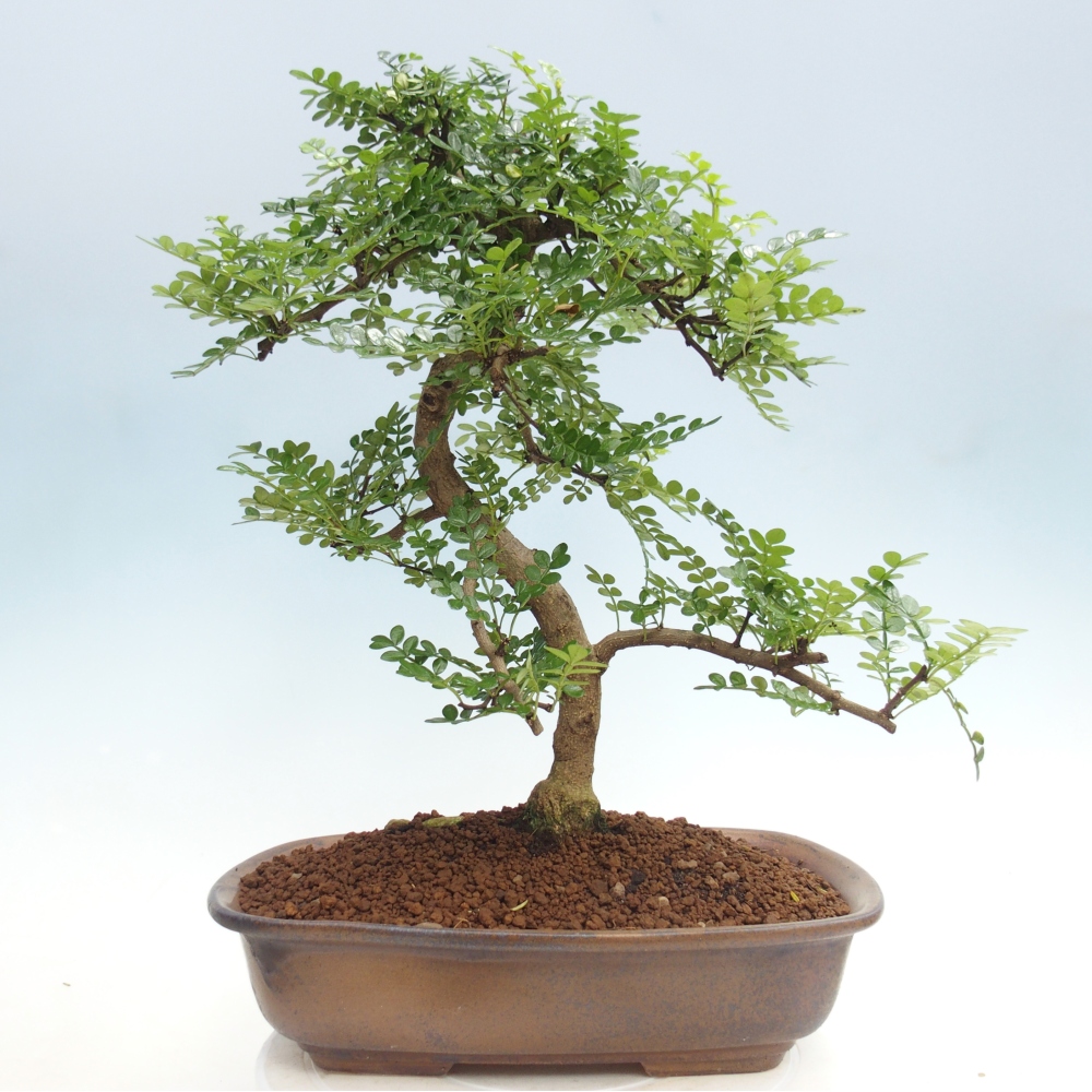 Pokój bonsai - Zantoxylum piperitum - drzewo pieprzowe