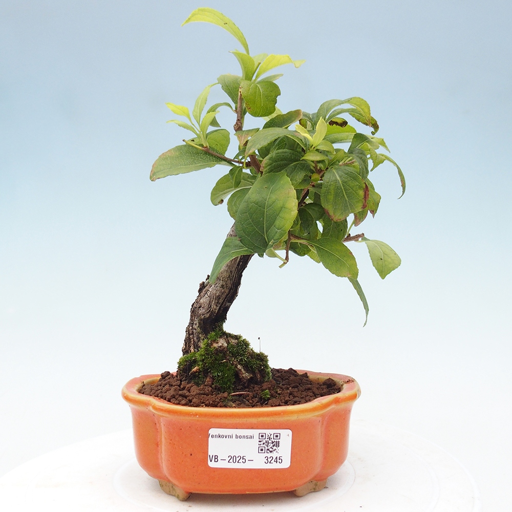 Bonsai na zewnątrz - Celastrus Jesenec