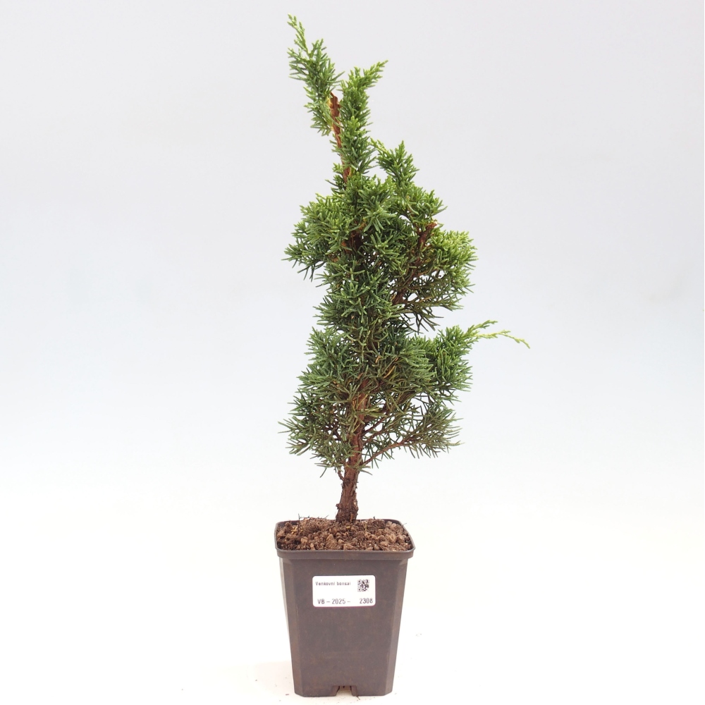 Outdoor bonsai - Juniperus chinensis Kishu - chiński jałowiec