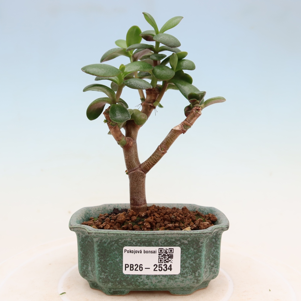 Pokój bonsai - Portulakaria Afra - Tlustice