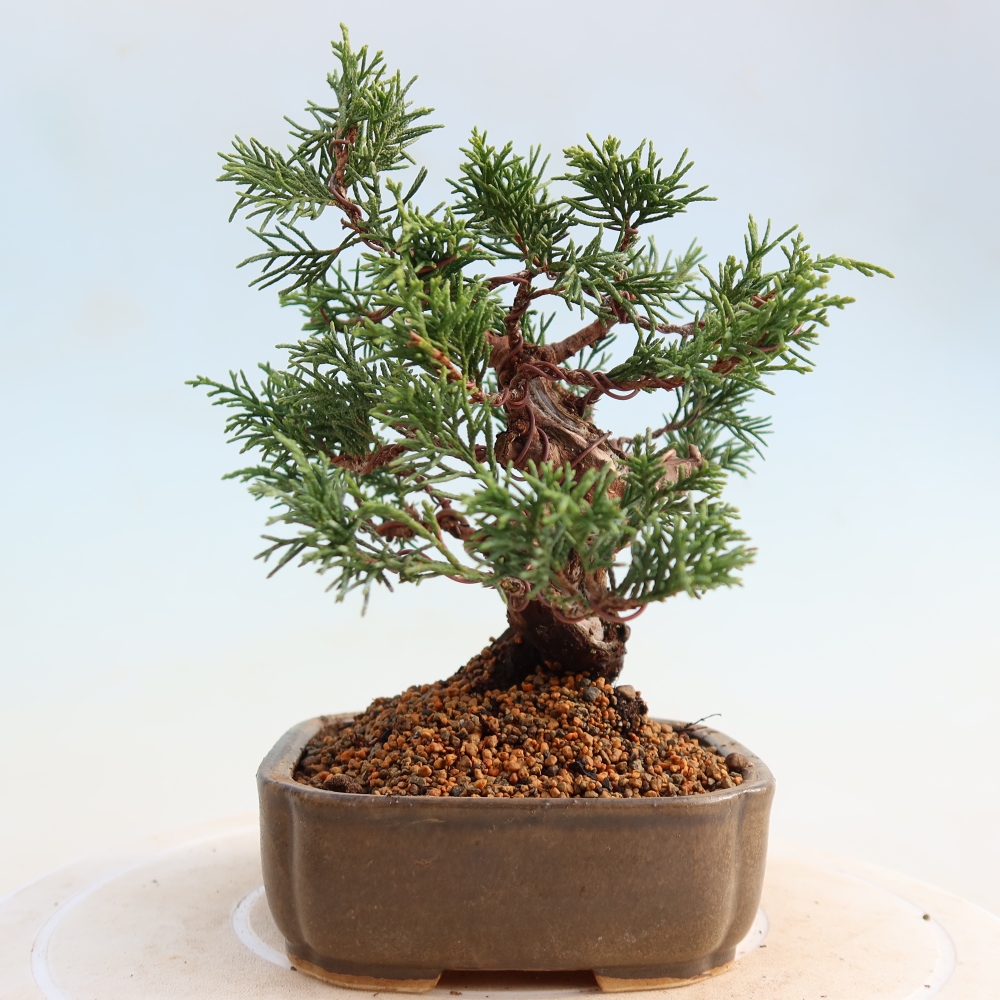 Outdoor bonsai - Juniperus chinensis Itoigawa - Jałowiec chiński