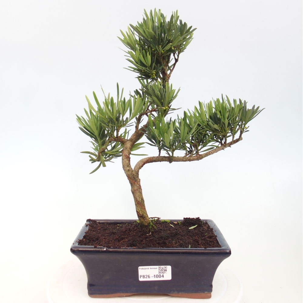 Pokój bonsai - Podocarpus - Kamienny cis
