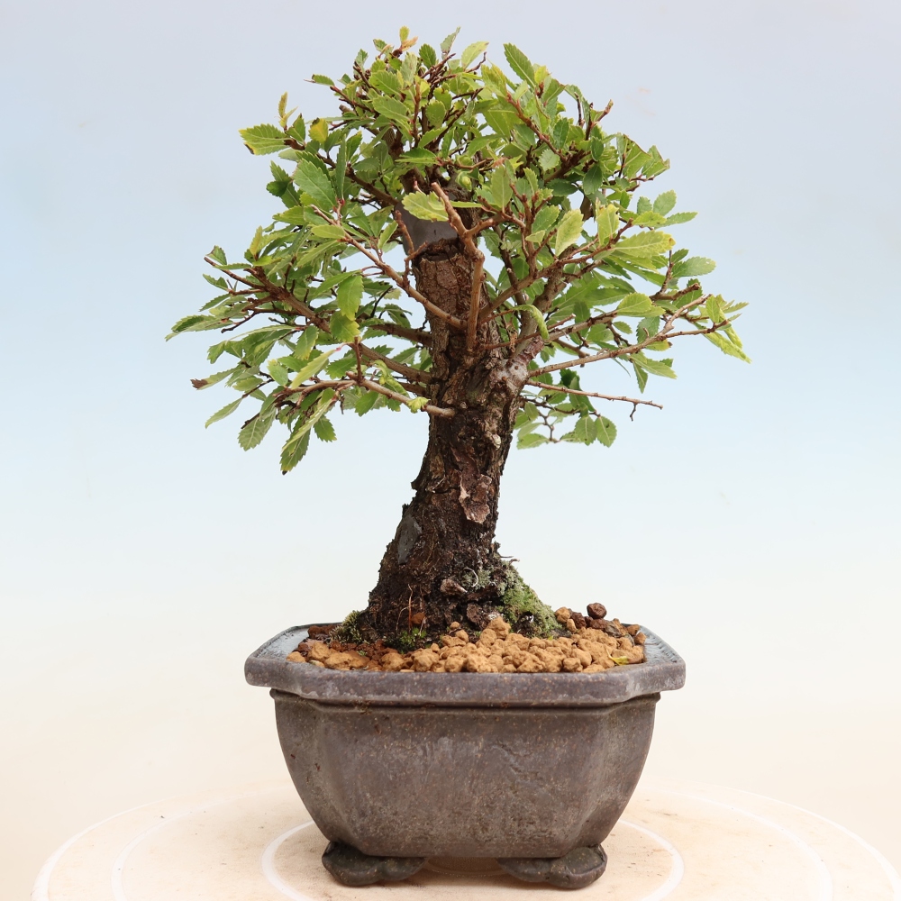 Bonsai zewnętrzne - Zelkova - Zelkova NIRE