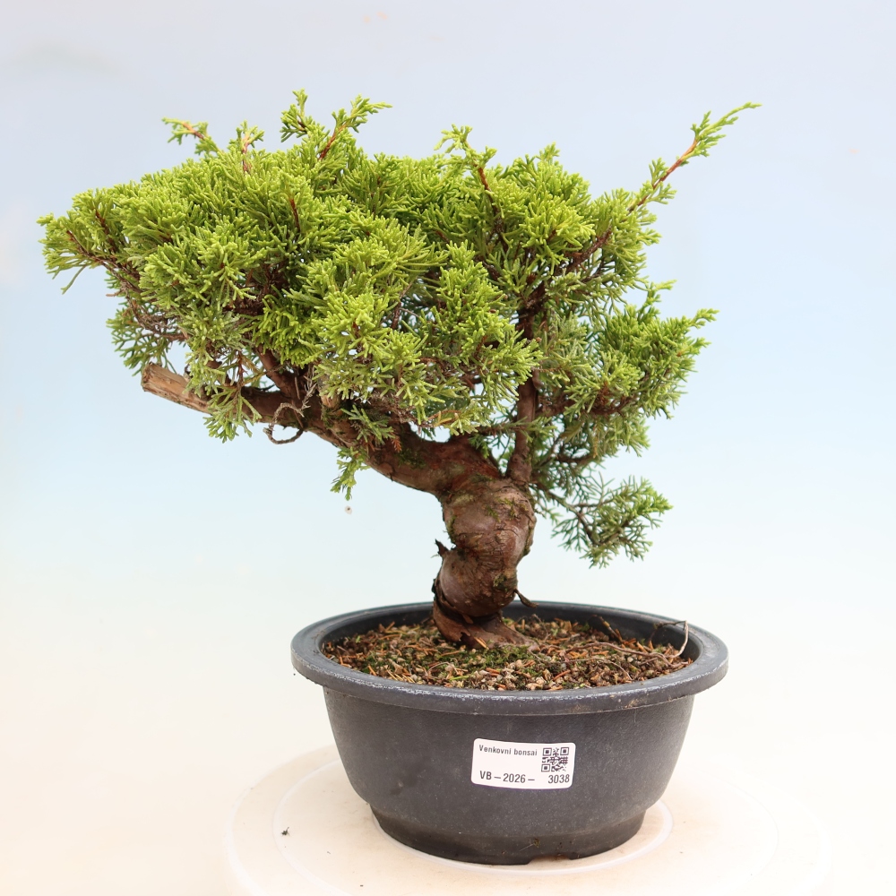 Bonsai ogrodowe – Juniperus chinensis Itoigawa – jałowiec chiński