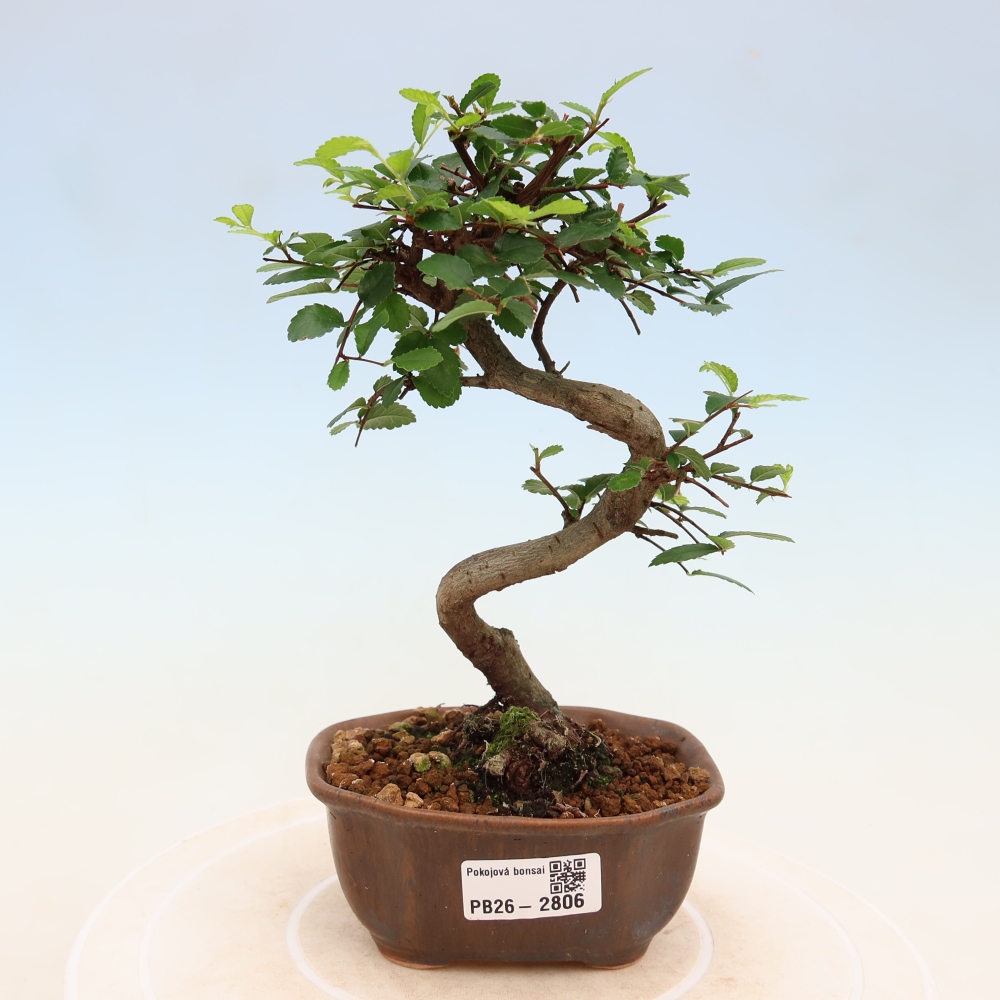 Pokój bonsai - Ulmus parvifolia - Wiąz drobnolistny