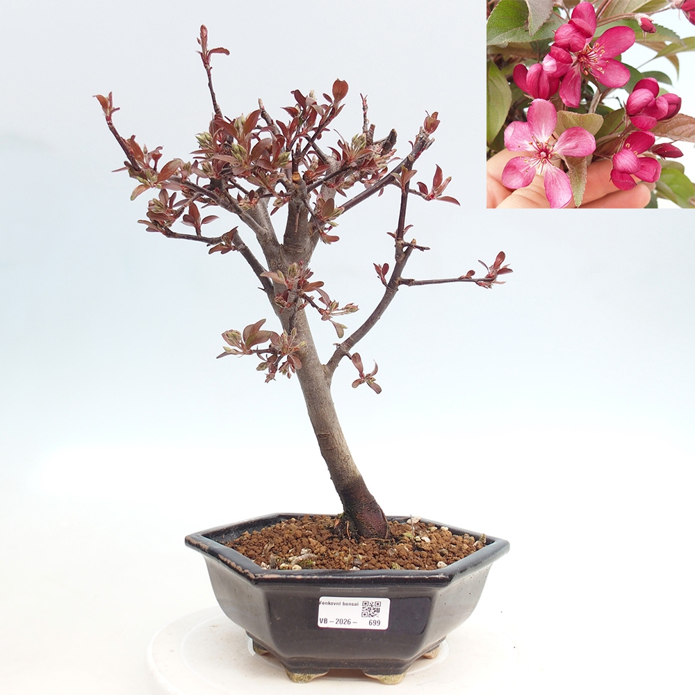 Outdoor bonsai - Malus domestica - Jabłoń czerwonolistna o małych owocach