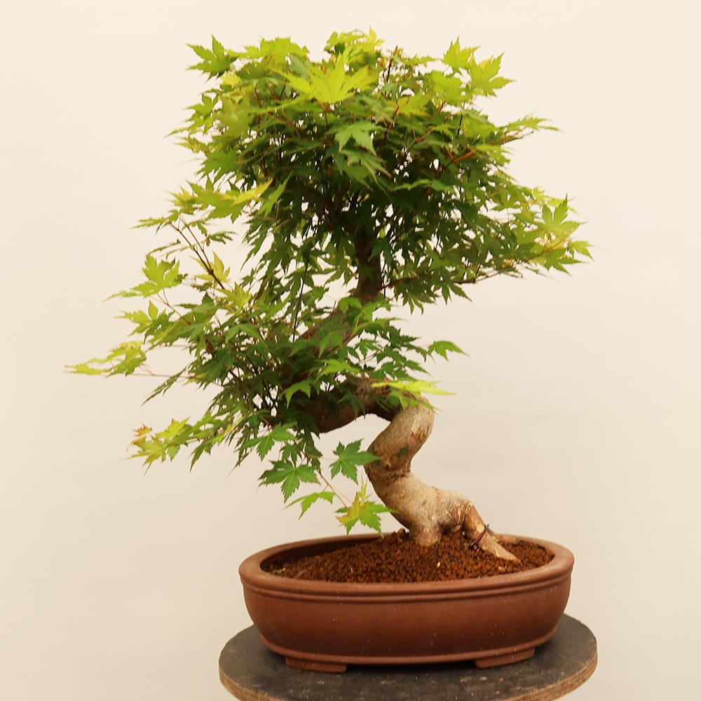 Outdoor bonsai - Klon palmowy - Palmy