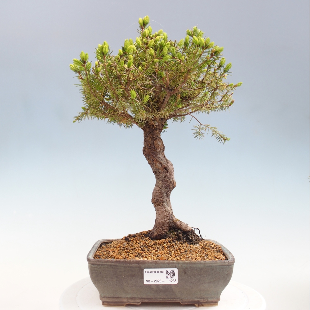 Outdoor bonsai - Świerk pospolity - Picea glauca globe