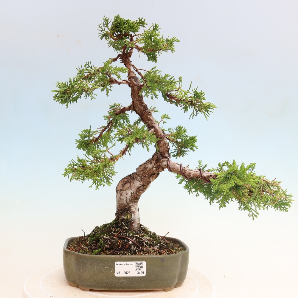 Bonsai ogrodowe – Juniperus chinensis Itoigawa – jałowiec chiński